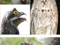 Potoo: The funniest looking bird ever