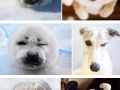 Seals are actually ocean puppies