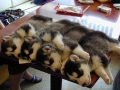 Siberian Husky Puppies