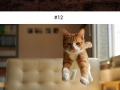 Purrfectly-timed cat photos