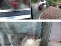 Animals and windows is a hilarious combination