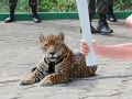 Jaguar killed moments after being used as mascot in Olympic torch ceremony