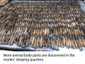 40 dead tiger cubs found in Thai tiger temple's freezer