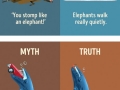 Myths about animals that we still believe