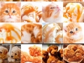 Edible or pettable?