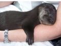 Baby otters are too otterable!