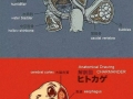 Anatomy of pokemon