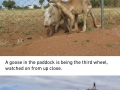 Kangaroo and pig develop rare romance