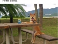 Chiko the doge has a serious Netflix addiction