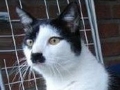 Adolf Kittler