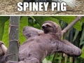 Germans are a creative bunch