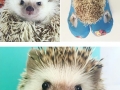Huff the vampire hedgehog