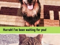 Cats and dogs are from different worlds