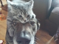 Cat hats are the kind of hats I need