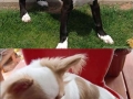 Animals with unique markings