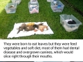 Sloth sanctuary