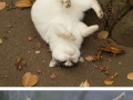 The many faces of Tokyos stray cats