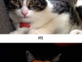 Cats wearing fruit helmets