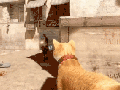Cat Strike - Source