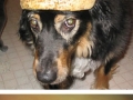 Dogs wearing fruit helmets