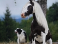 Animal brothers from other mothers