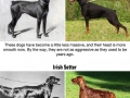 How dog breeds have changed over the last 100 years