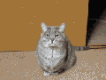 Cat's personality