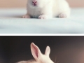 Baby photoshoot of a newborn bunny