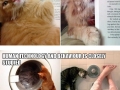 Cats are slowly evolving into humans
