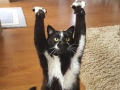 Cat keeps putting its paws in the air