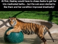 Sick tiger cub gets rescued from circus