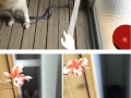 Your pet is the best Pokemon detector