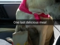 Snapchat stories documenting the last day of a dying dog