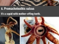 Most wtf and nope animals