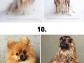 Dogs before and after bath time