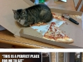 Funny examples of cat logic