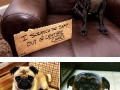 Hilariously misbehaved pugs