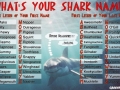 What's your shark name?