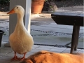 This dog was depressed for 2 years