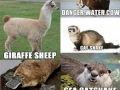 Alternate names for animals