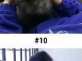 Fluffy puppies