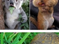 Animals that really dont care about diets
