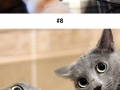 Cat selfies