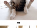 Animals who do yoga way better than you