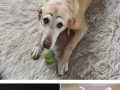 Dogs look so much better with eyebrows