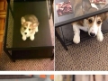 Dogs growing up