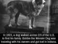 We don't deserve dogs