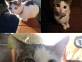 Meet Story The Cat