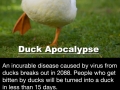 The Duck Apocalypse