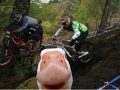 Photobombing lvl: Duck